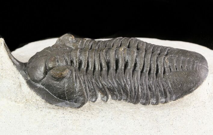 Large, Morocconites Trilobite - Ofaten, Morocco #47358